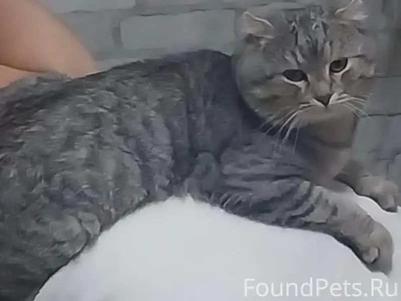 Пропал кот в районе улицы Октя...