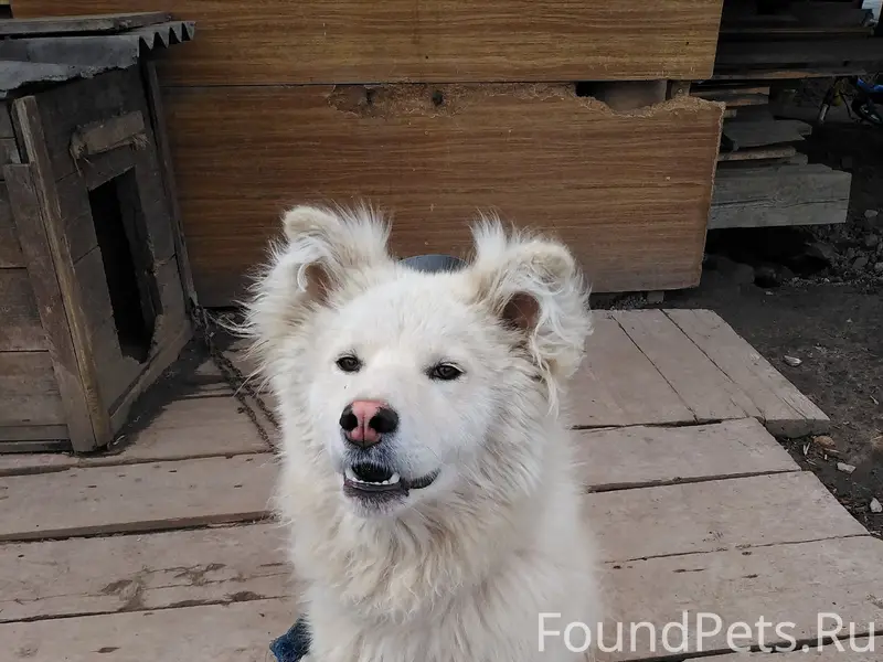 Пропала собака, может кто виде...