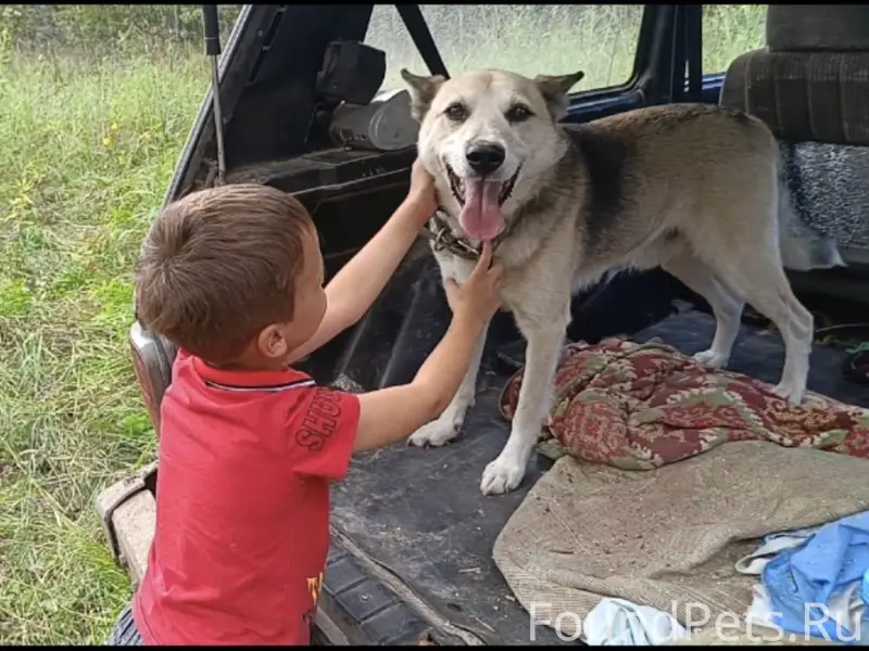Здравствуйте. Убежал пёс, клич...