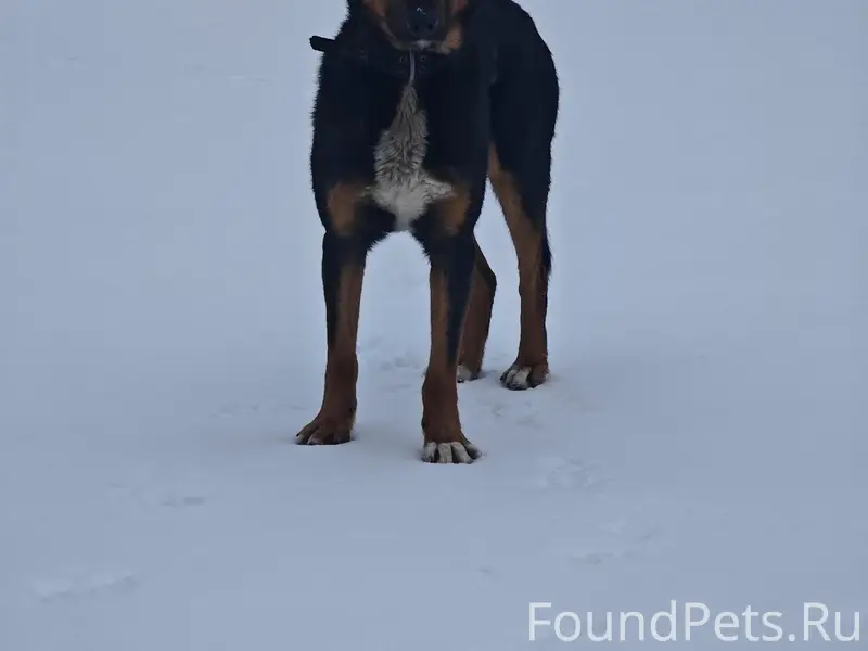 Кто потерял собаку, видно что ...