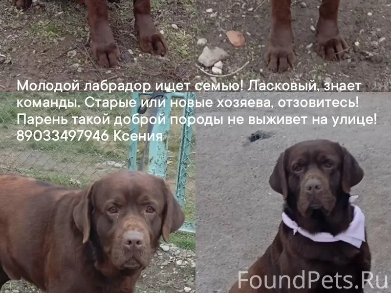 Найден лабрадор на Трусово, ра...