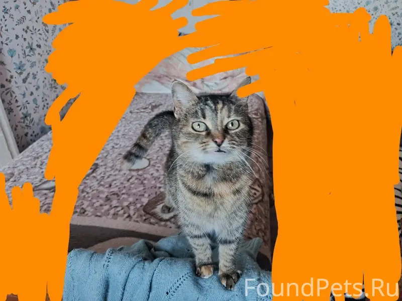 Здравствуйте! Пропала кошка, н...