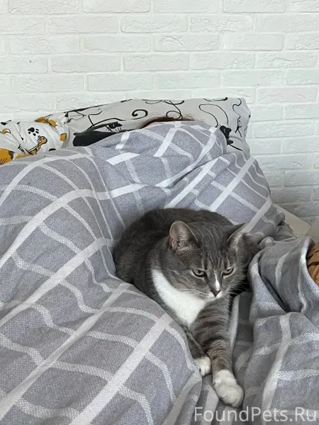 Здравствуйте, пропала кошка. З...