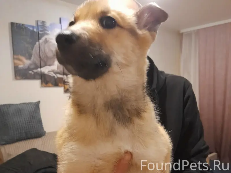 🆘🆘Найден щенок!!! ❗️Девочка.❗️...