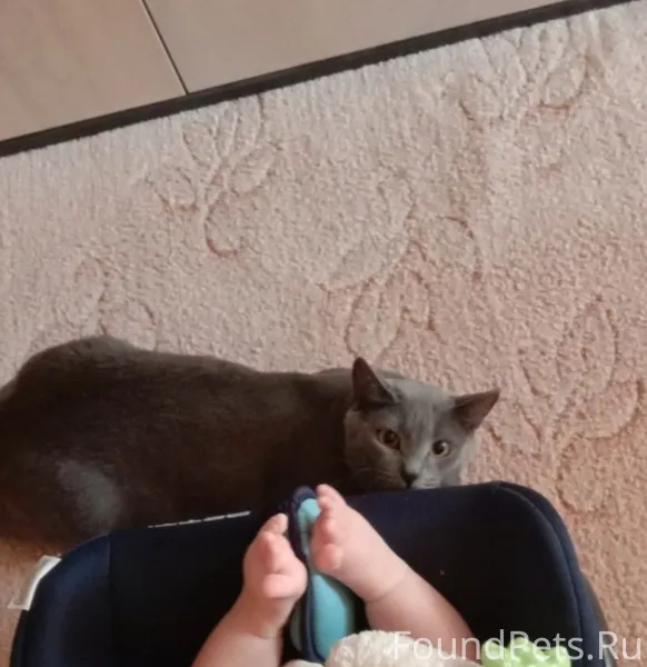 Пропала кошка, пожалуйста помо...