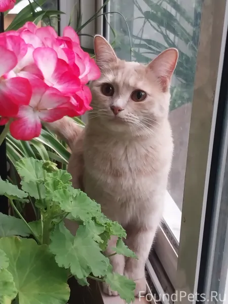 Москва Пропала кошка ❗ Сегодня...