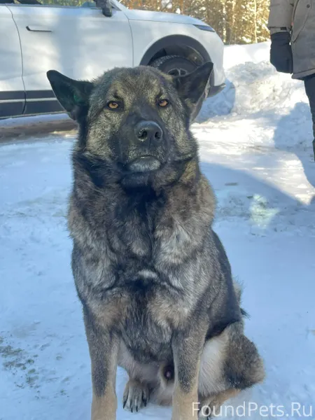 Хозяин найди меня ‼️‼️❗️ Ищем ...