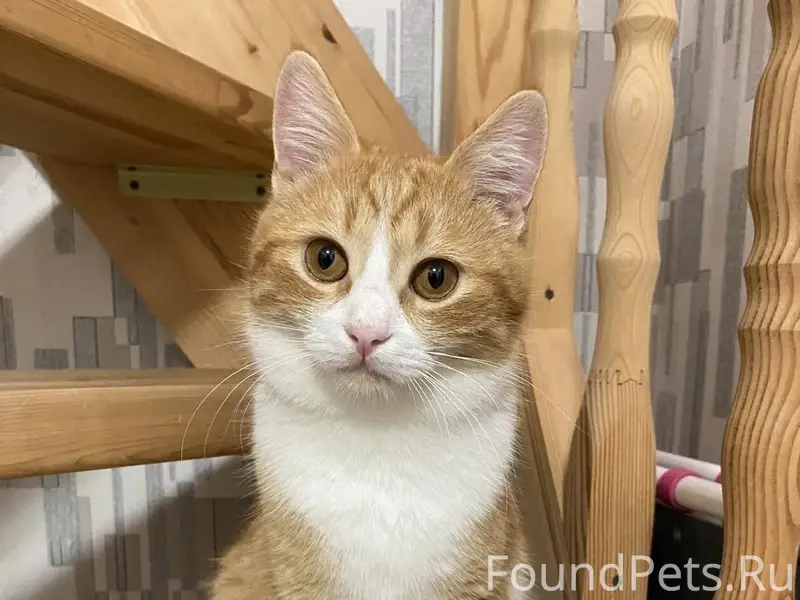 ‼️Пропал рыжий кот! Потерялся ...