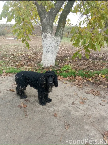 Потерялась собака!!!! Был заме...