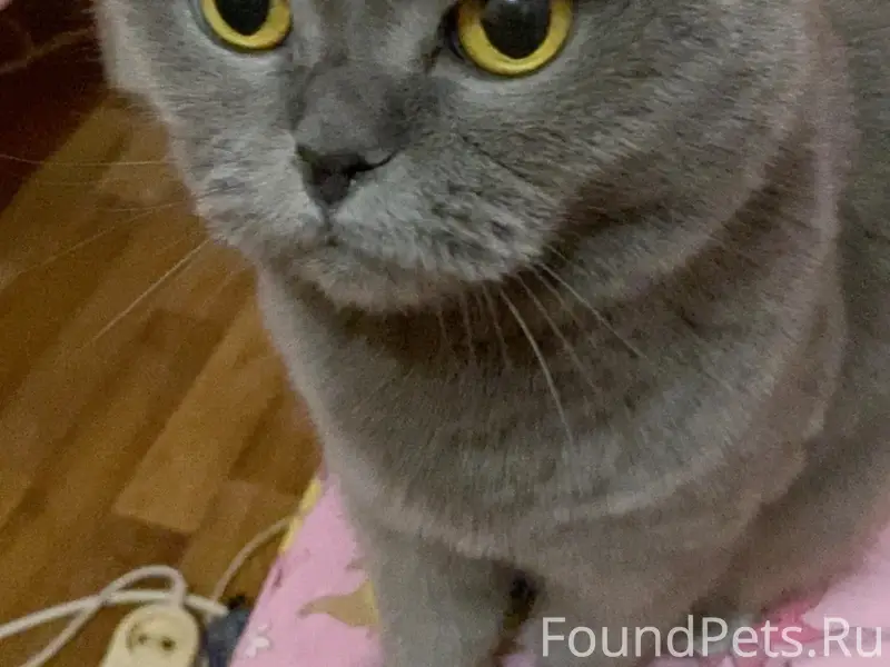 Пропала кошка по кличке Соня. ...