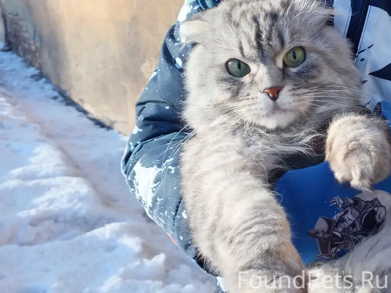 Пропал кот был в подъезде г...