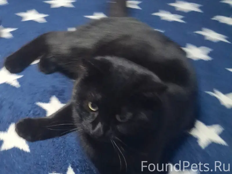 Пропал кот возле магазина Заре...