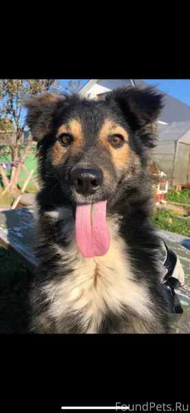 Пропал пес в ночь с 17...