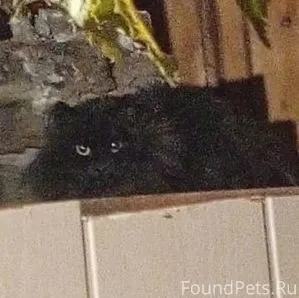 #никтоеслинемы Пропал кот, чер...