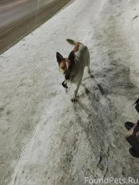 На улице Бондарева,бегает соба...