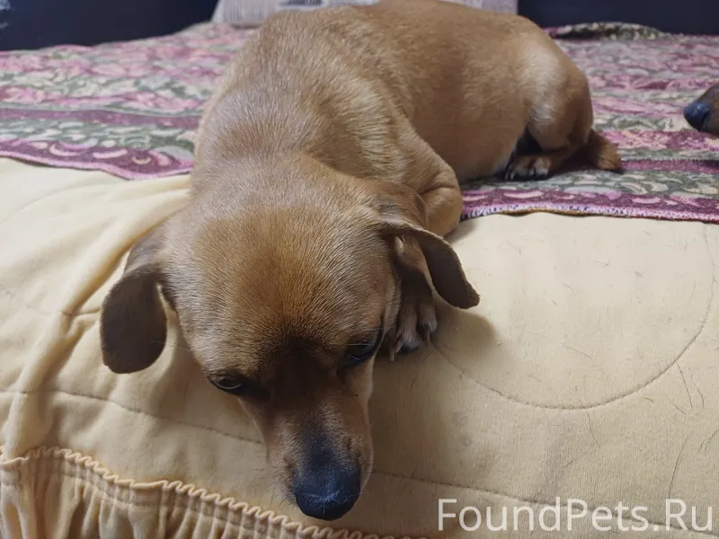 Всем доброго дня, была найдена...