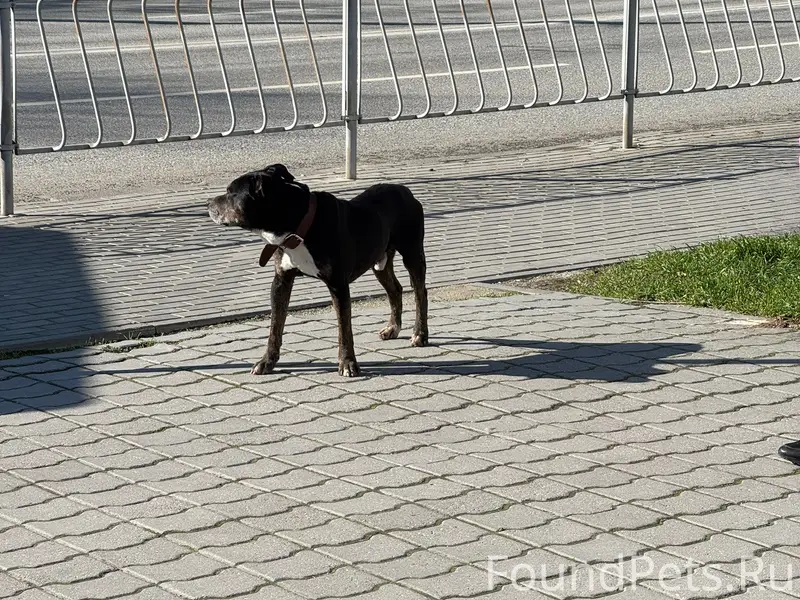 СРОЧНО! ЧЬЯ СОБАКА В ОШЕЙНИКЕ ...