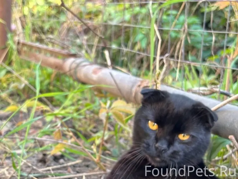 Пропал кот, с 12.02 неизвестно...