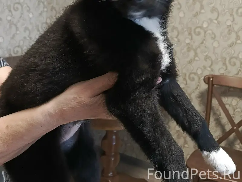 Найден щенок 1.5 недели назад....