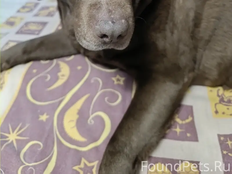 ВНИМАНИЕ! ПОТЕРЯЛАСЬ СОБАКА? И...