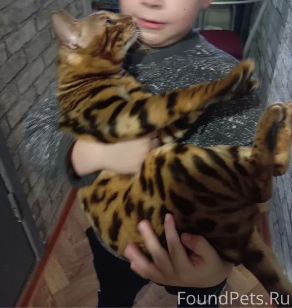 Найден кот по адресу : Гаугеля...