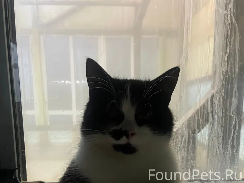 Пропал кот 🐈⬛ в районе Ледово...