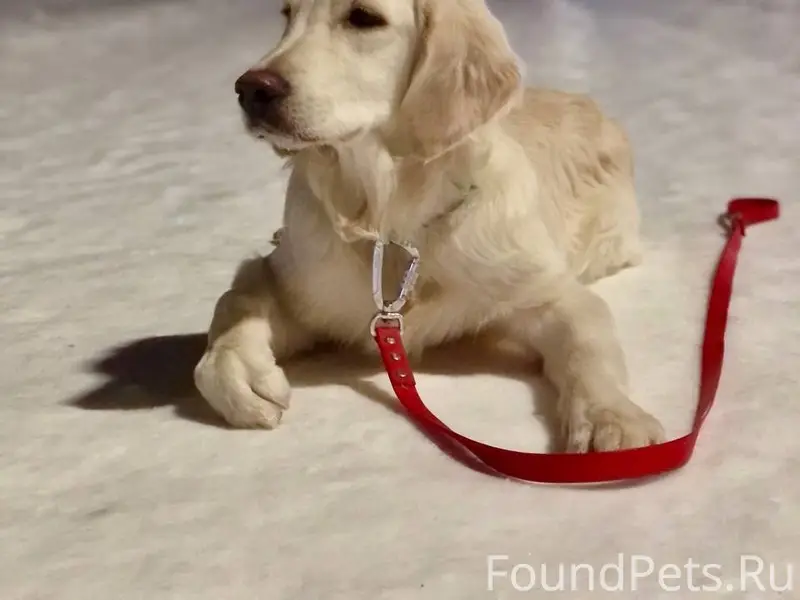 Потерялся щенок. Убежал. В рай...