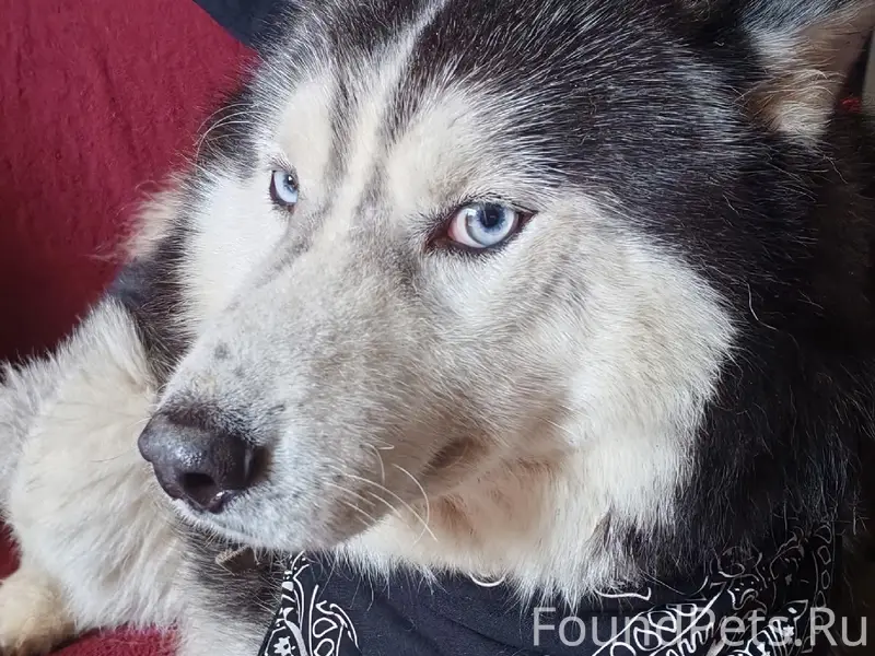 Убежала собака хаски мальчик, ...