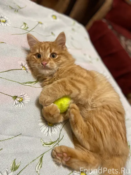 Пропал кот п. Стрига, зовут Си...