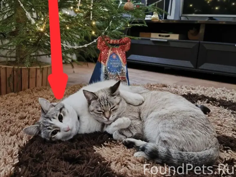 Пропал кот на ул. Мира (остано...