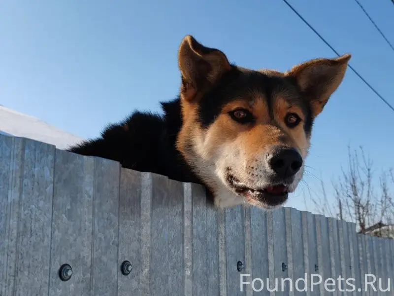 17 февраля потерялся пес в рай...