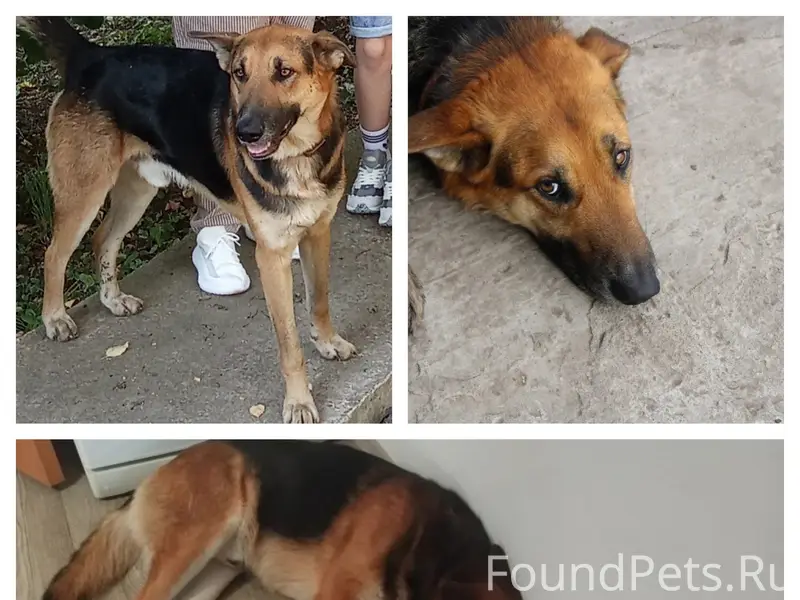 ПРОПАЛ СОБАКА 🐕 ПОМОГИТЕ НАЙТИ...