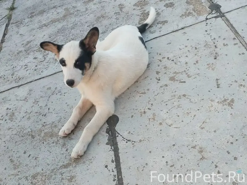 Сбежал пёс 16.02 в районе...