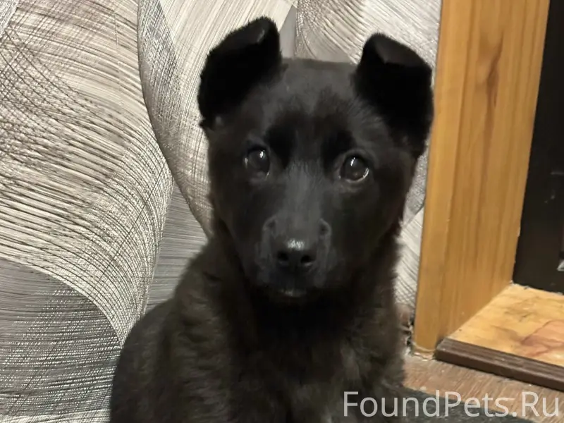#4shvostikomщенок Щенок девочк...