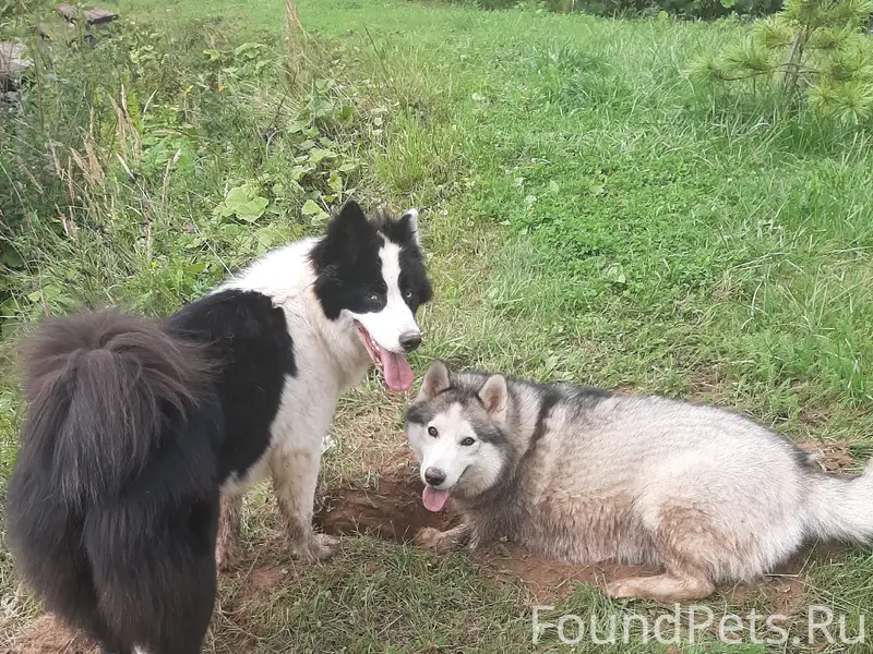 В деревне Головино, Глебовский...