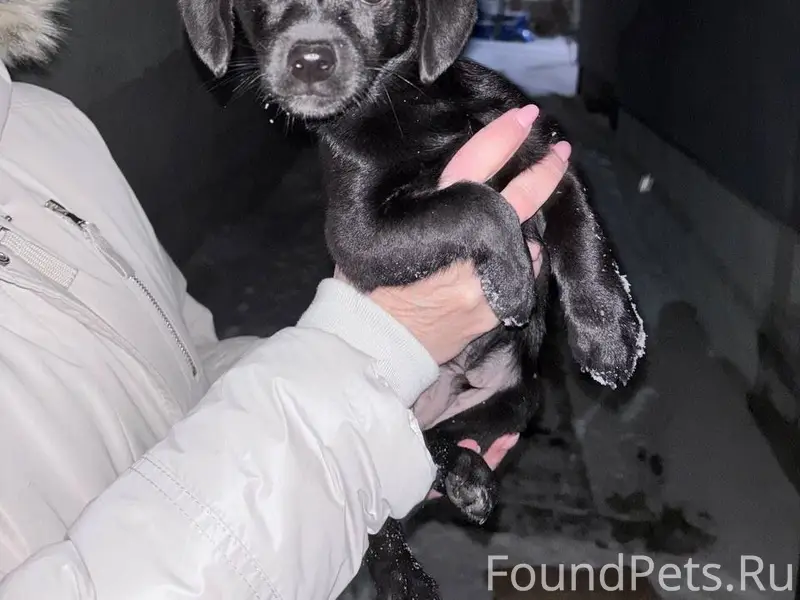 В пос им. Маршала Жукова найде...