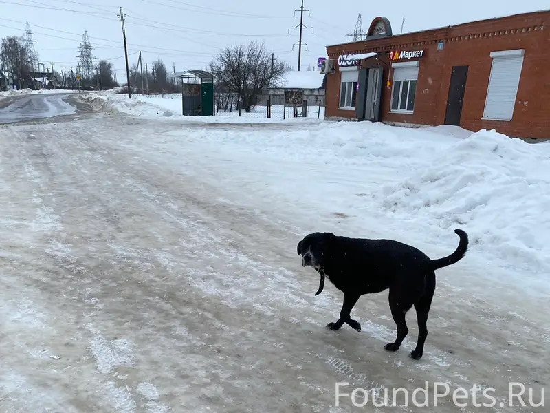 ❗️Найдена собака❗️ Найдена соб...