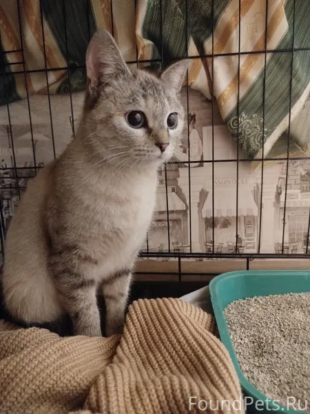 Добрый вечер. В Криволучье, во...