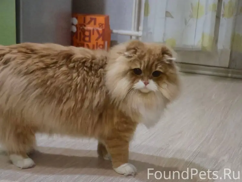 Уважаемые соседи, пропал кот, ...