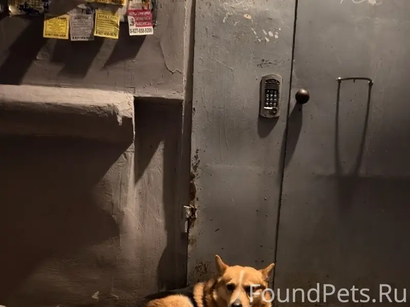 Девочки , в Чапаевске появился...