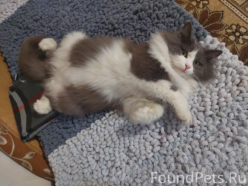 Пропал серый с белым окрасом к...