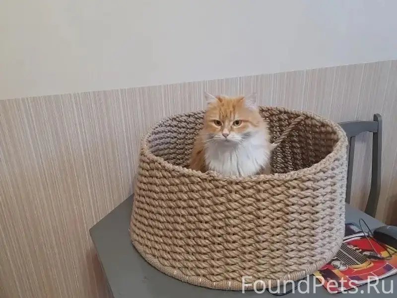 ПРОПАЛА КОШКА 18.02.2026, КЛИЧ...