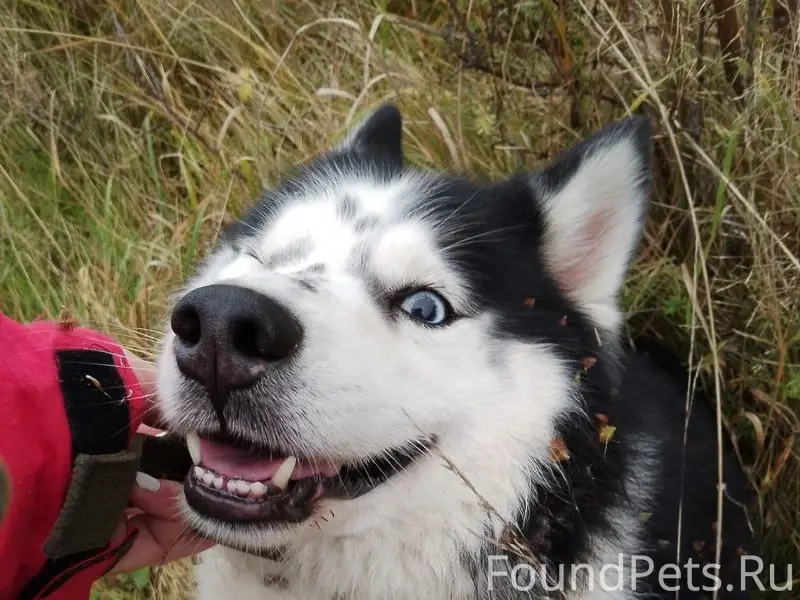 Пропала собака, территориально...