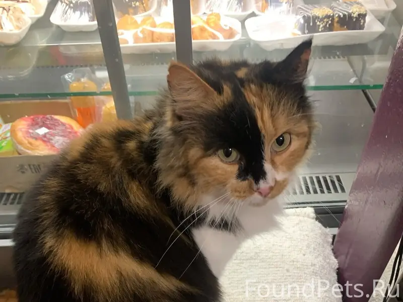 Пропала кошка с магазина, в ср...