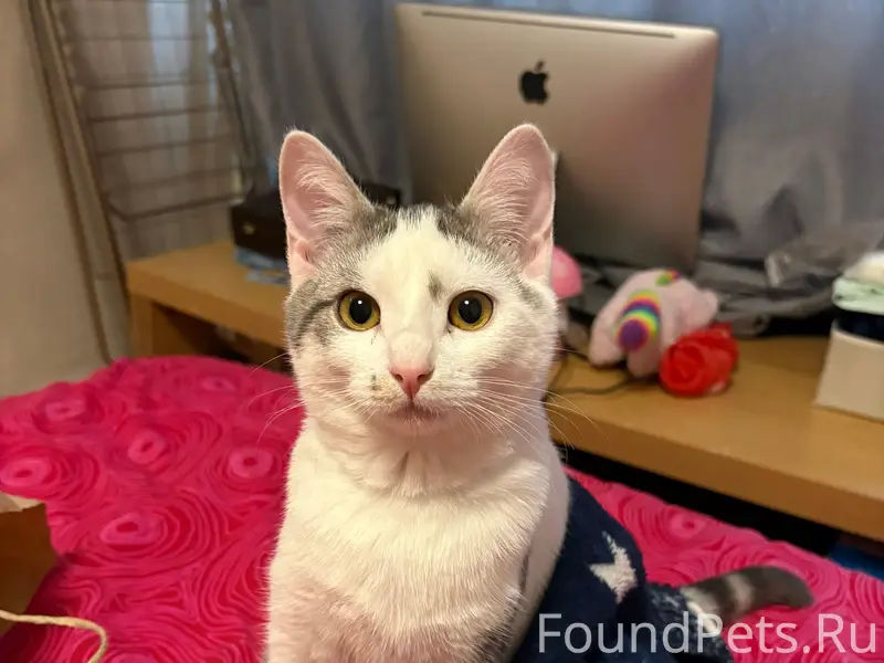 Пропала кошка!!!! Зовут Луна Е...