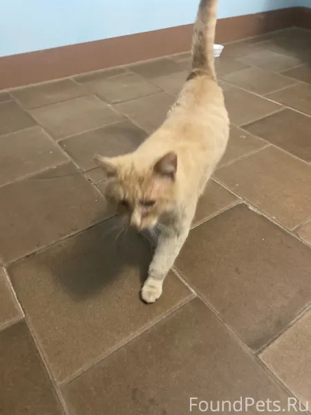 Срочно: найден кот персикового...