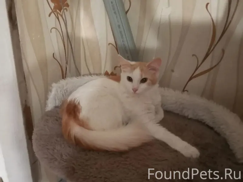 Стич, котик , возраст 6 месяце...