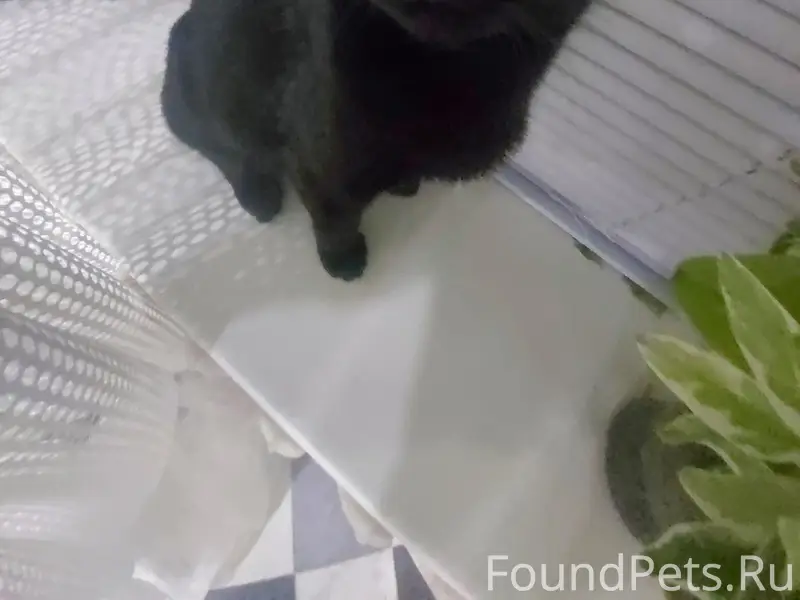 Пропал кот, если кто-то видел....