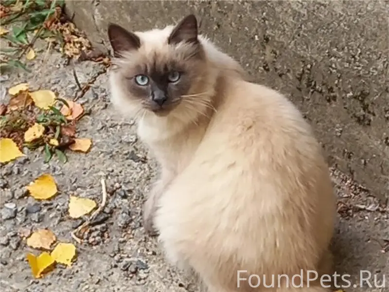 Пропала кошечка! В районе прос...