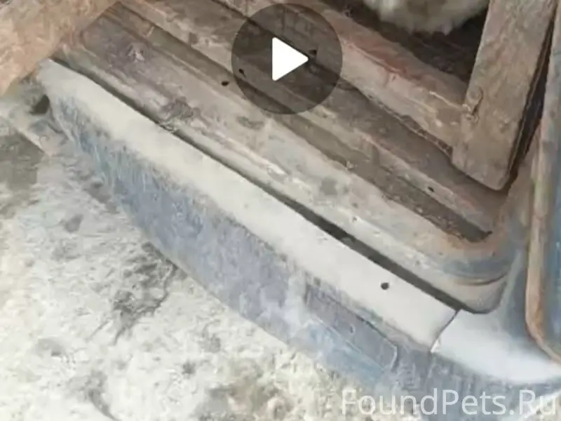 Пропала собака по кличке Джеси...